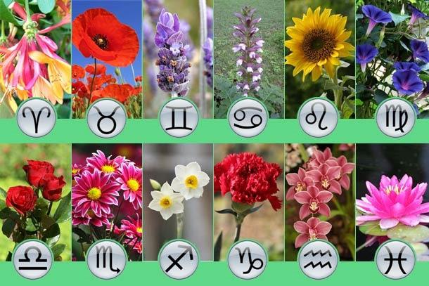 kwiaty na znakach zodiaku