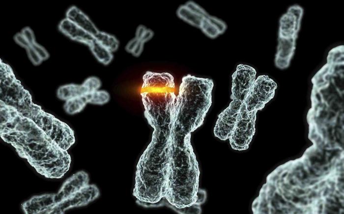 kromosomske mutacije