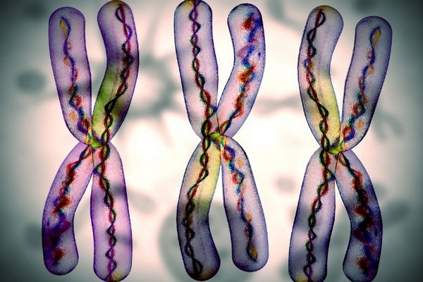 tipovi kromosoma