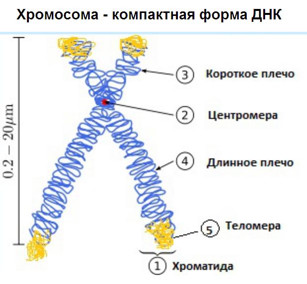 vrste kromosomov