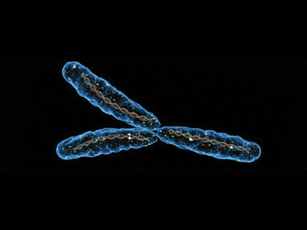 principali tipi di cromosomi