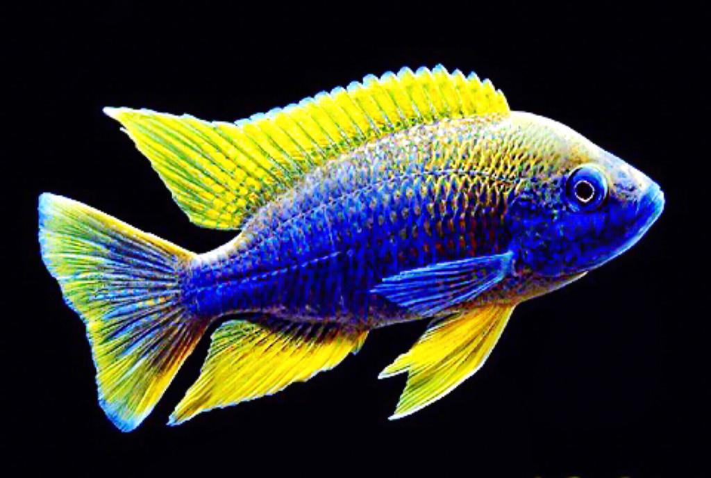 Цихлиди аквариумни риби снимка с името