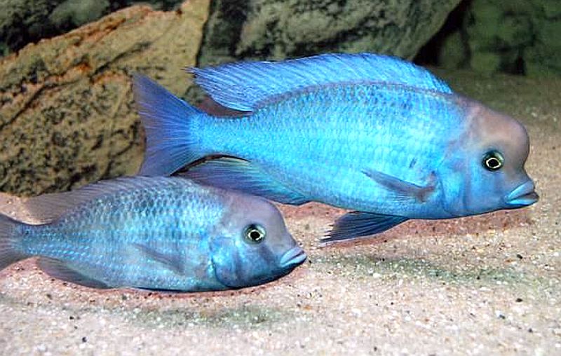 cichlids akvarijske ribe kompatibilnost