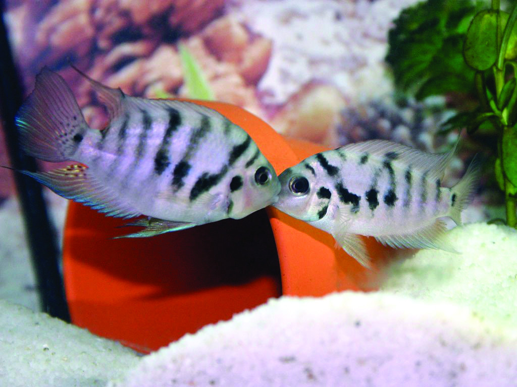 foto i opis akvarijskih riba ciklida