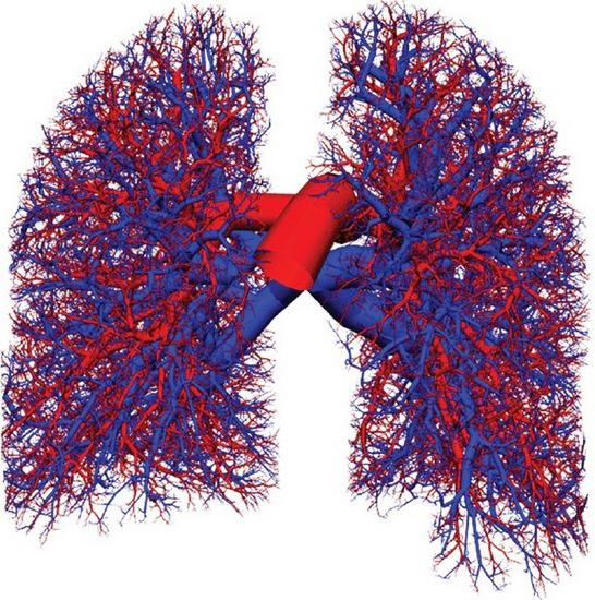 plicní cirkulace