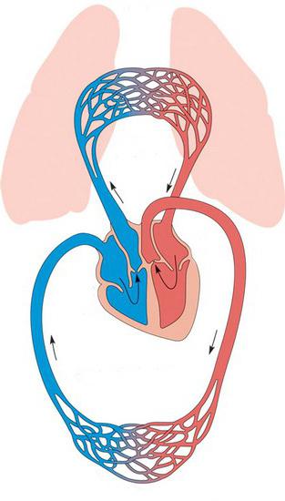 почиње плућна циркулација