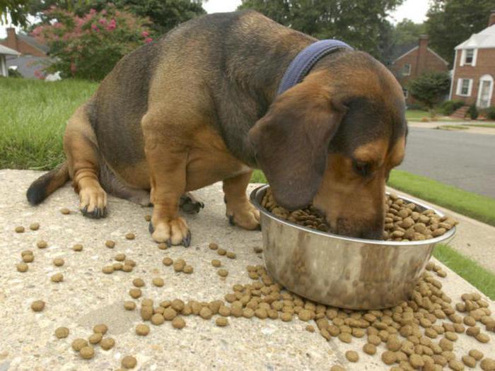 druhy suchých krmiv pro psy