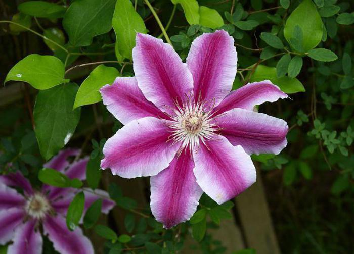 Odmiany Clematis