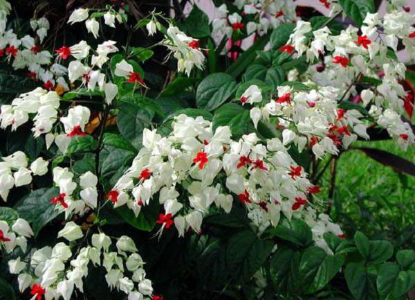 Clerodendrum Thompson