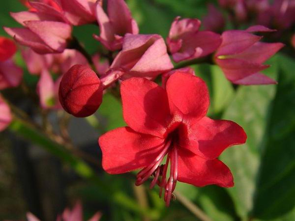 Clerodendrum Thompson a casa
