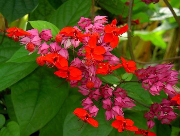 Clerodendrum Thompson Care