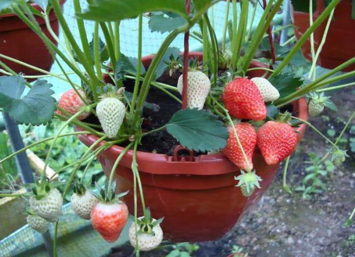 Strawberry výnos "Clery" z bush