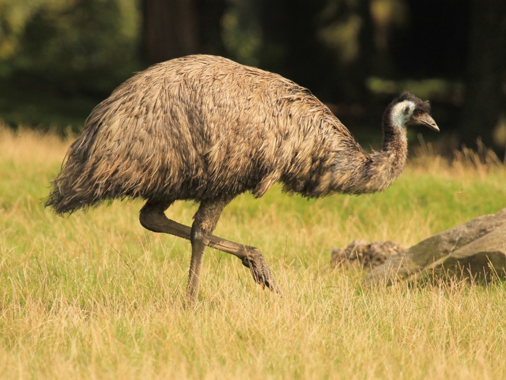 ptak emu