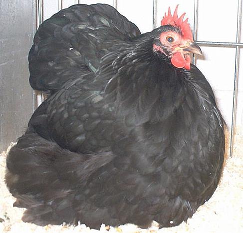Кохинхин пилета снимка