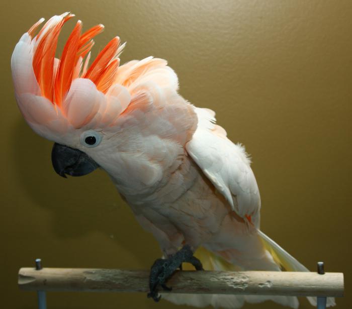 какаду папагали