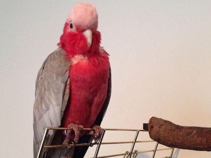 Parrot Cockatoo fotografie