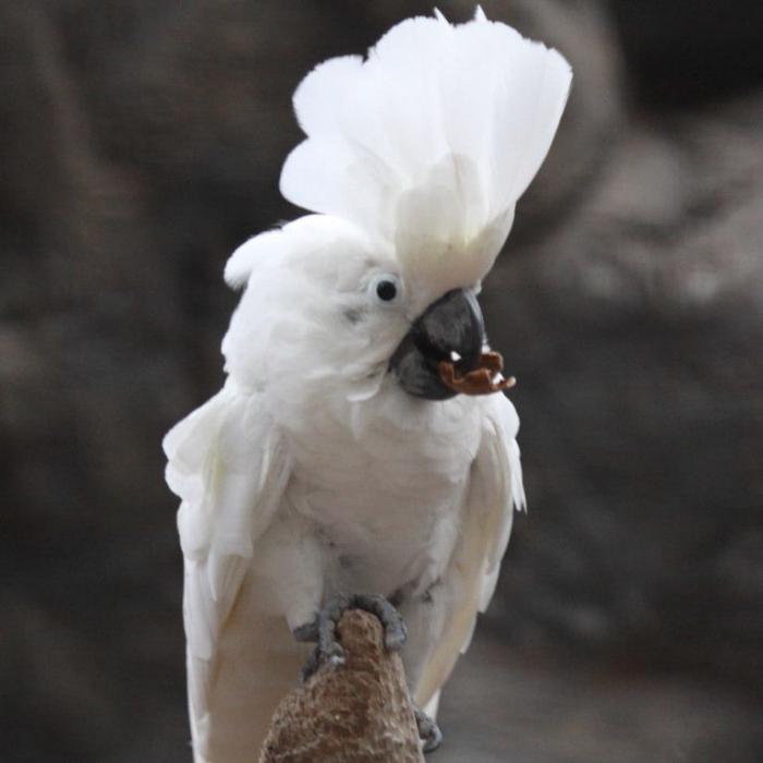 rozmowa papuga Kakadu