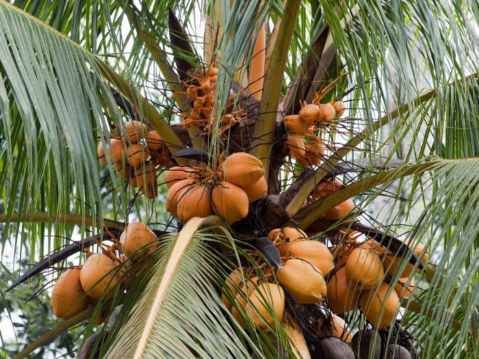 proprietà benefiche del succo di cocco