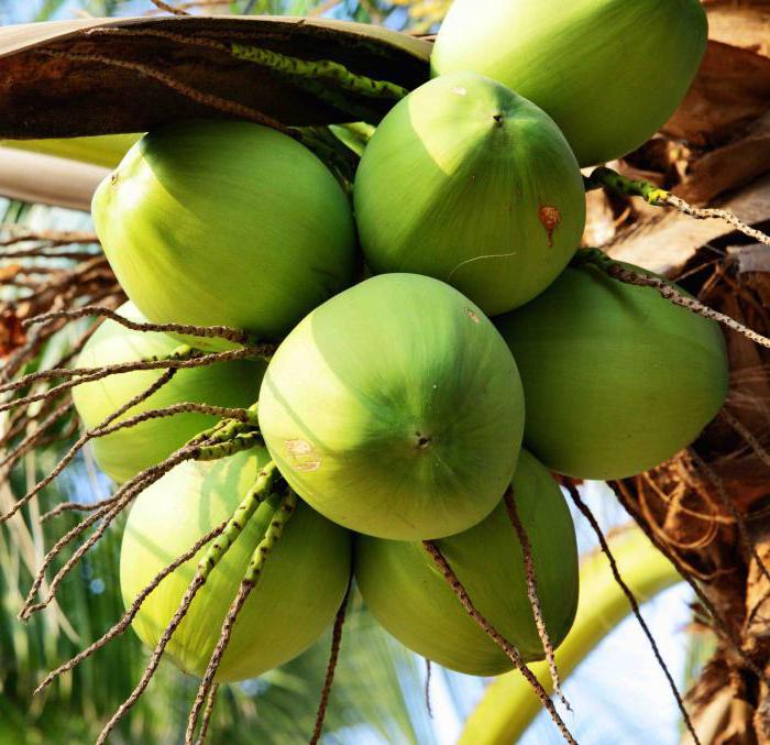 pokrivači madraca od kokosa