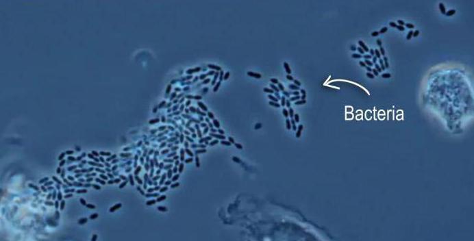 běžných koliformních bakterií