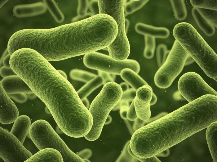 determinazione dei batteri coliformi