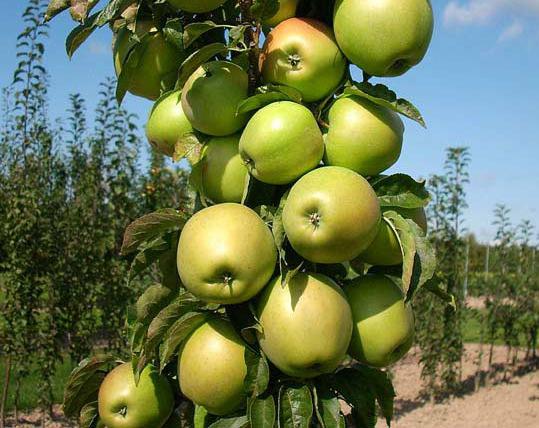 Colony Apple