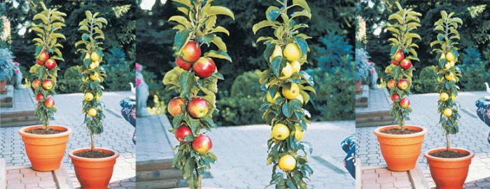 Kolonie jablečné stromy