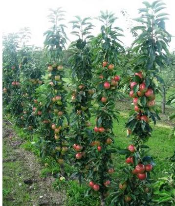 Jabłoń kolonovidnaya odmiany dla regionu Moskwy