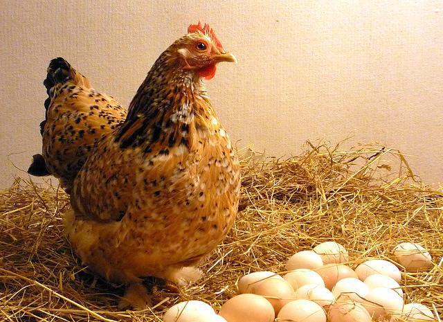 barvna jajca pitovnih piščancev