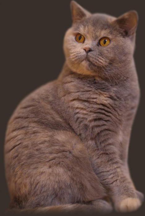 rari colori di gatti britannici