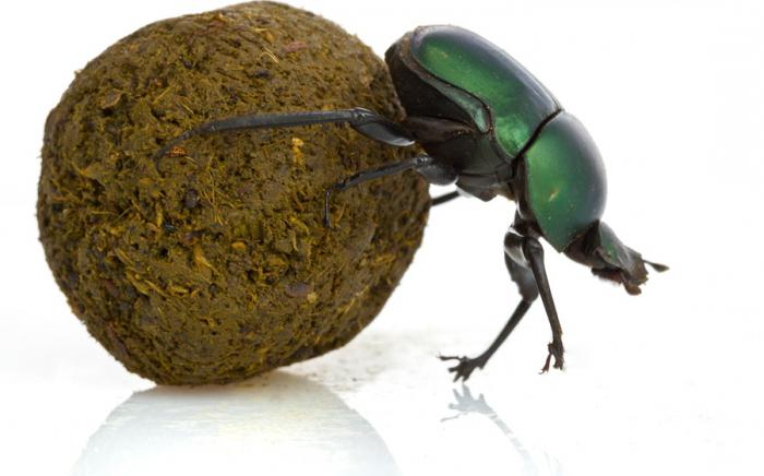 scarabeo stercorario
