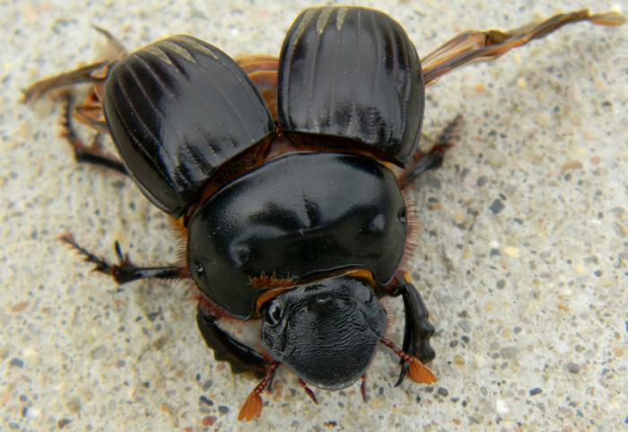 Co chrząszcz obornik zjada