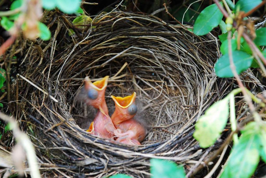 Grosbeak nest