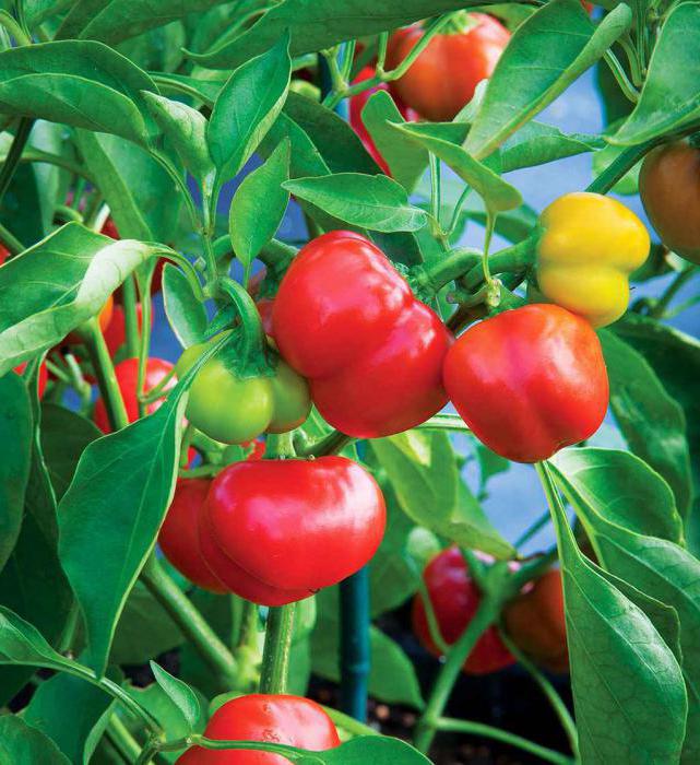 czy można sadzić pomidory obok pieprzu