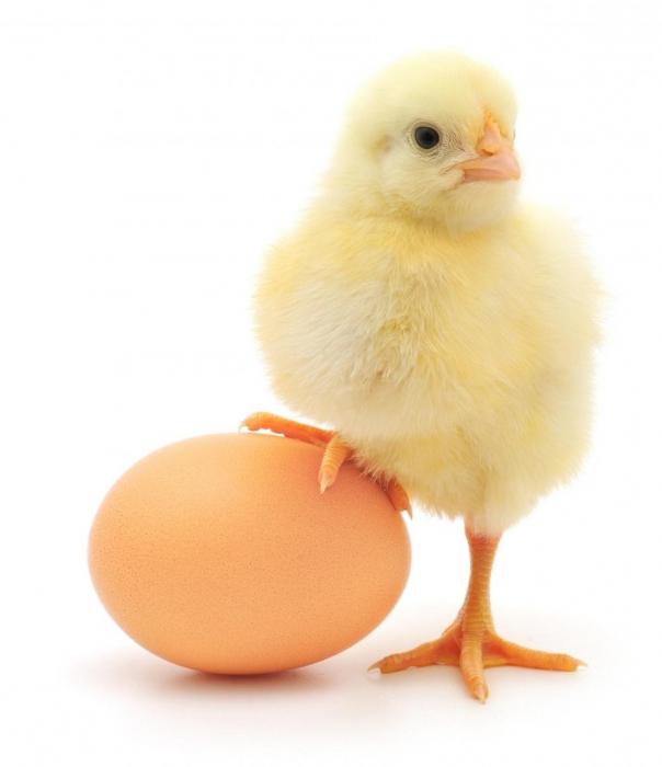 калорије белог јајета