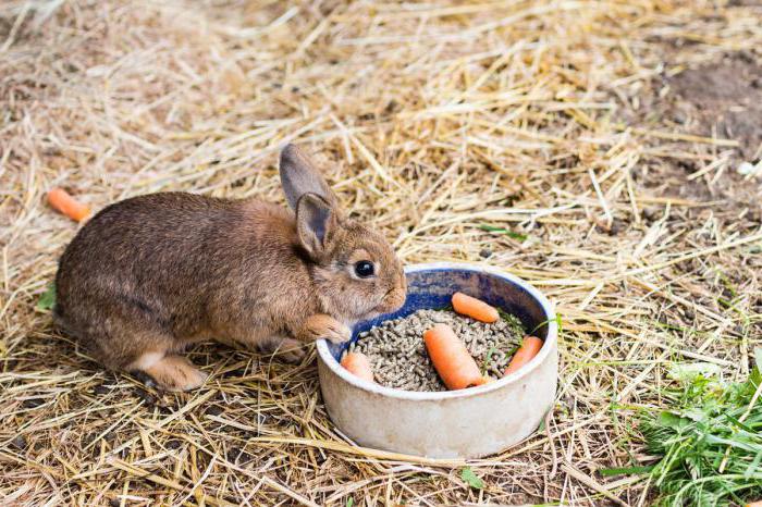 composizione del mangime composto per conigli fai da te