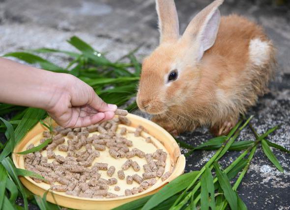 composizione del mangime per conigli pc 90