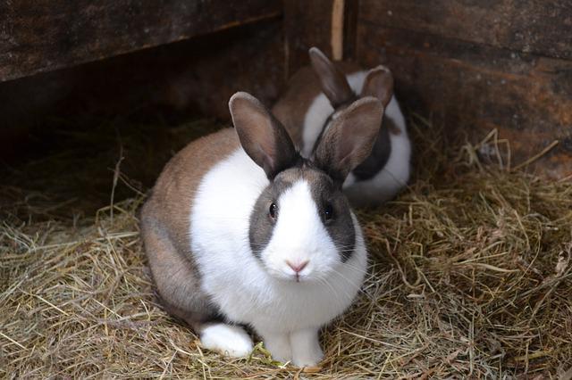krmné směsi pro purinovou kompozici králíků