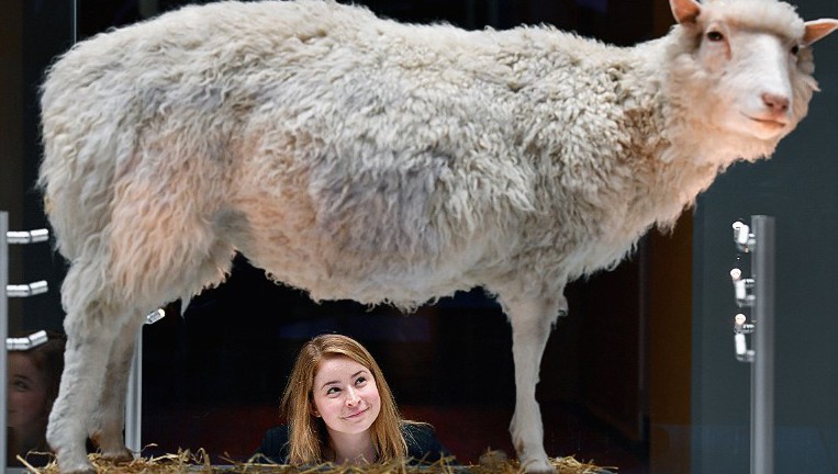 Dolly the Sheep - il risultato della clonazione