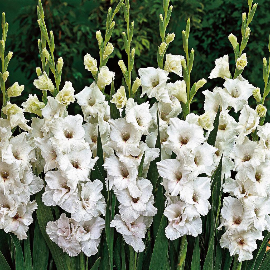 Gladioli bianchi