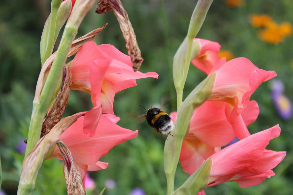 Gladiolus, ki ga je prizadela gliva