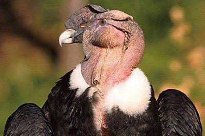 uccello condor