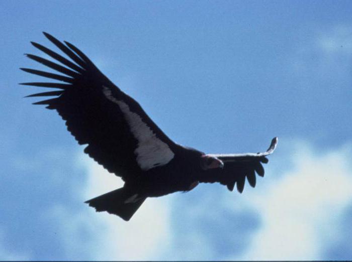 fotografija kondor ptic