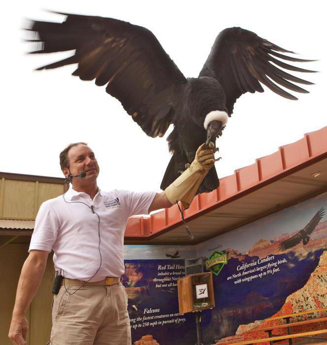 Condor popis ptáků