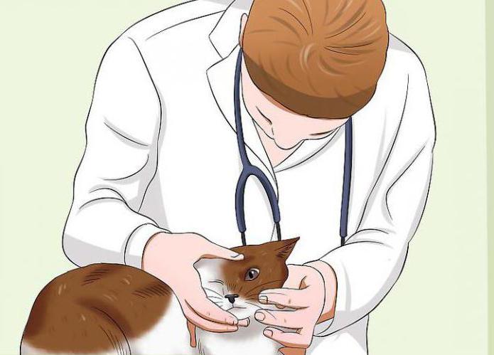 konjunktivitis pri mačkah