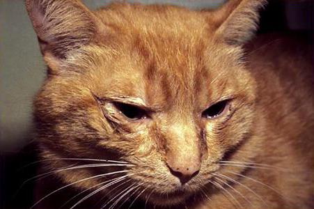 konjunktivitis pri zdravljenih mačkah
