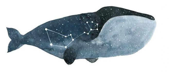 souhvězdí velryb