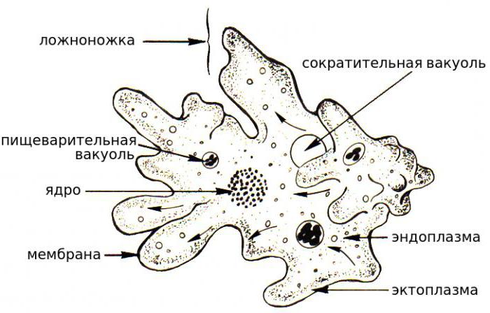 ameba kurczliwa wakuola