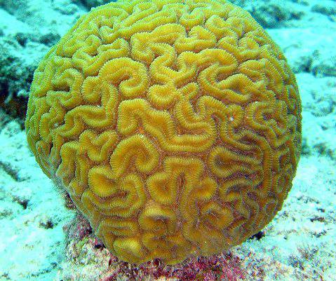 Izdelki Coral Club