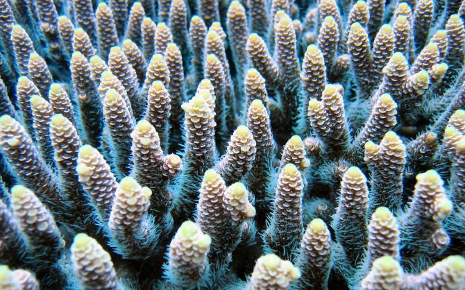Koralni polipi